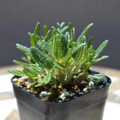 デンドロシキオスソコトラナ1 検）ギガス　ブラータ 多肉植物：デンドロシキオス ソコトラーナ*塊幅2.8cm 現品！一品