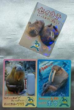 レアカード】鳥羽水族館 コレクションカード セイウチ ツララ