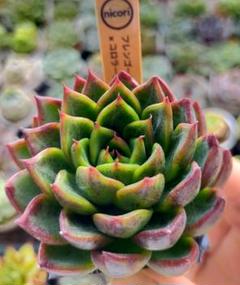 MIMI GARDEN〈PLANTS SHOP〉 | ✨お知らせ✨ 香川県の実生家さん
