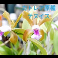 うまいぬ　カトレア　原種　2点 洋蘭原種 カトレア 2株一括53｜花、園芸