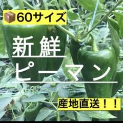 ピーマン　60サイズのサムネイル