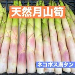 北海道産　根曲がり竹 たけのこ　姫竹　Mサイズ5kg　リスペリドン 朝採れ新鮮発送！北海道のたけのこ！北海道産天然根曲り竹 お得