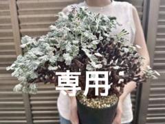 Junichi Fujiwara　ペラルゴニウム ミラビレ 幅40㎝ 大株 Junichi Fujiwara様専用 ペラルゴニウム ミラビレ 幅40㎝ 大株