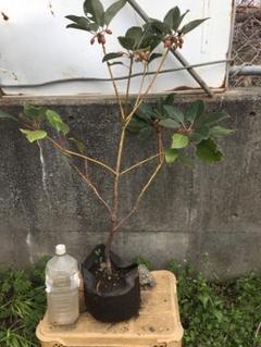 ロドレイア140センチ※