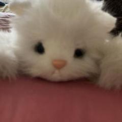 2025年最新】ぬいぐるみ オオイケ 猫の人気アイテム - メルカリ