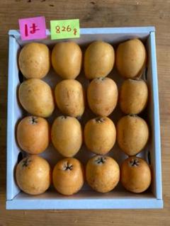 ビワ びわ(は)陽玉 五島列島産 化粧箱入