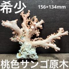再入荷アイテム 原木 桃色サンゴ 長崎県産 美品 希少 ルース メルカリ - 163g 標本用品