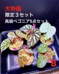 TVP❣️ 特価❣️高級原種ベゴニア4点セット　Begonia B TVP様専用❣️ 特価❣️高級原種ベゴニア4点セット Begonia B