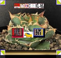 k*3様 オークション【鉢ごと発送】ぶつぶつ　バンド幅大　アガベ　疣猪TC 上澳 k*3様 オークション【鉢ごと発送】ぶつぶつ バンド幅大 アガベ