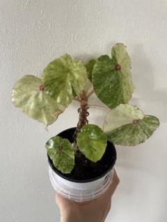 レア　ベゴニア　ルージュ　Variegated Begonia Rouge大苗② Rouge Variegated ルージュ・バリエゲイテッド – Begonia Club