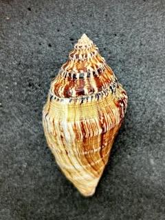 貝殻　2種類セット