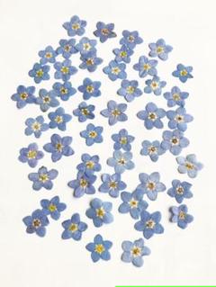 勿忘草 押し花の中古 未使用品 メルカリ