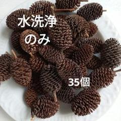 ヤシャブシの実　35個 No.7のサムネイル