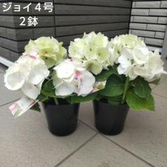 来年育成用アジサイ大栄花園4種➕レンブラント♡メルカリ便 来年育成用アジサイ大栄花園4種➕レンブラント♡メルカリ便