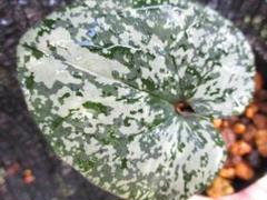 斑入り　カンアオイ　タマノカンアオイ　銀鈴(ぎんれい) Yahoo!オークション -「斑入りカンアオイ」(鉢植え) の落札相場