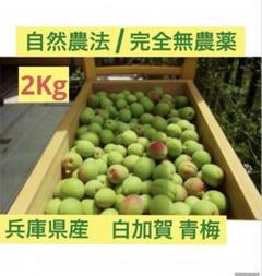 兵庫県産 完全農薬不使用/自然農（白加賀）青梅　7kg 兵庫県産 自然農/完全無農薬（白加賀）青梅 2kg - メルカリ