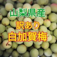 山梨県産 訳あり 白加賀梅 5kg 即日発送！ - メルカリ