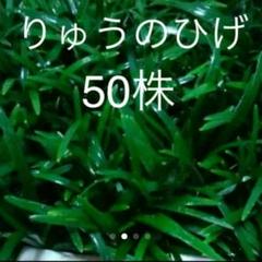 りゅうのひげ専門農家⭐立派⭐と~ぶん20株と50株だけの出品ですm(_ _)m