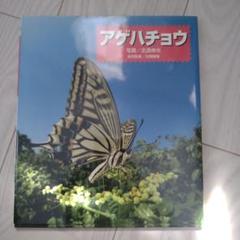 アゲハチョウ