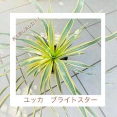 超希少種 ユッカ グロリオサ 散り斑 斑入り 特選 君が代蘭
