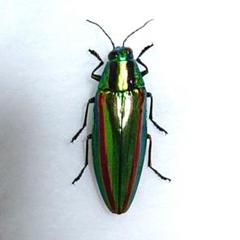 【標本】ヤマトタマムシ　アオカミキリ 昆虫標本 ヤマトタマムシ - メルカリ