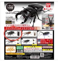 スティーブンツヤクワガタ　野外標本　インドネシア産 Yahoo!オークション -「スティーブンスツヤクワガタ」の落札相場