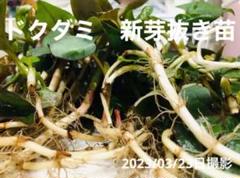 薬草ガーデン講座5冊組テキスト 2025年最新】薬草ガーデン講座の人気アイテム - メルカリ