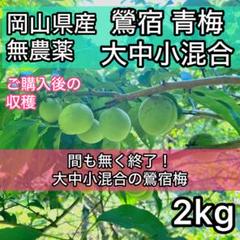 竜峡小梅 青梅 8kg 無農薬 岡山県産 農家直送 竜峡小梅 8kg 無農薬 岡山県産 農家直送 - メルカリ