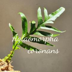 楽天市場】観葉植物：ピロシア ロンギフォリア*8号吊り 現品をお