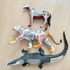 【メーカー直送】 スカイネット 立体パズル ジャンク 模型 虎 馬 動物解剖 4D 生き物・恐竜