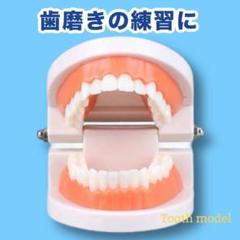 再入荷❣️ 歯の模型 歯磨きの練習 モンテッソーリ 歯医者 知育玩具 幼児教育