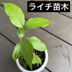 2025年最新】ライチ苗木の人気アイテム - メルカリ