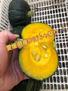 愛媛県産 無農薬栽培 坊ちゃんかぼちゃ