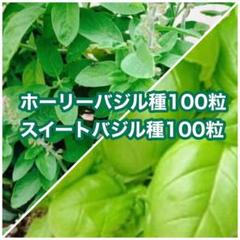 ホーリーバジル種100粒 とスイートバジル種100粒