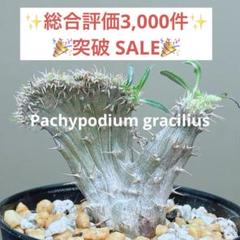 感謝SALE☆早い者勝ち】 パキポディウム グラキリス 綴化 鉢の 感謝SALE☆早い者勝ち】 パキポディウム グラキリス 綴化 鉢の