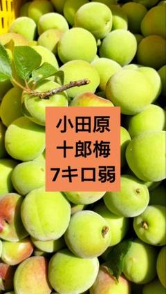 梅♡小田原 十郎梅 ７kg弱 梅♡小田原 十郎梅 7kg弱 - メルカリ