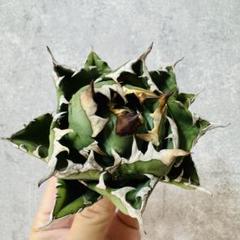 namum アガベ チタノタ スーパーボール株 多数発根【ボール型・幅広葉 namum アガベ チタノタ スーパーボール株 多数発根【ボール型