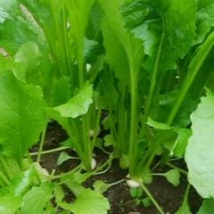 ハウス栽培のかぶの間引き菜1キロくらい