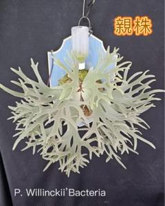 ビカクシダ bacteria バクテリア BTs バクスポ #1 Amazon.co.jp: ビカクシダ バクテリア スポアP.willinckii