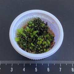 ビカクシダ OMG 胞子培養　2株 ビカクシダ OMG胞子培養株 セール中 - メルカリ