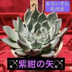 おらいさん苗 ミックスベリア ヴィンテージレター｜Yahoo!フリマ