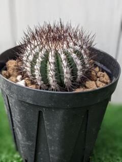 レア！メニネンシスV.ルブラ×ペクチニフェラ錦 実生 鉢植えメルカリ便送料込み レア！メニネンシスV.ルブラ×ペクチニフェラ錦 実生 鉢植え