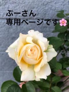 ぷーさん様専用ページです