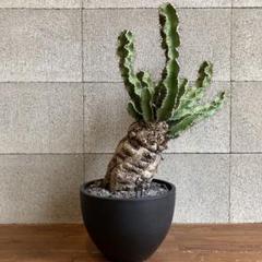 れ*ん様 ユーフォルビアムランジーナ大株新芽展開有植え込み済み