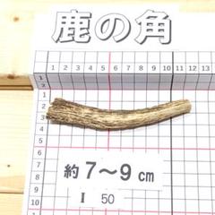 鹿の角 I50 1本7～9㎝ 兵庫県産 鹿角 鹿のツノ しかつの