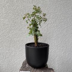 141【選抜】ブルセラ・ファガロイデス（Bursera fagaroides