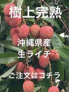 沖縄県産 Fresh生ライチ2kg +100g(おまけ) 楽天市場】生 ライチ 玉荷包 生ライチ 国産ライチ 200g 国産