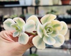 多肉植物 ルノーディーン錦 群生株 抜き苗 エケベリア韓 - メルカリ