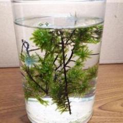 メルカリ セダム 抜き苗 0g 即購入歓迎 植物 観葉植物 529 中古や未使用のフリマ メルカリ セダム 抜き苗 0g 即購入歓迎 植物 観葉植物 529 中古や未使用のフリマ