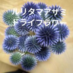 ルリタマアザミドライフラワー　22玉以上　0726